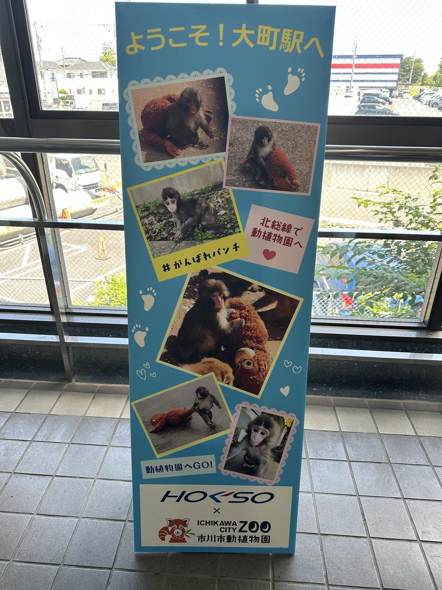 AngieLPY's tweet photo. July 10th, got to witness #パンチくん jumping to パパ　🥰 https://t.co/tXC9Z91n4g
