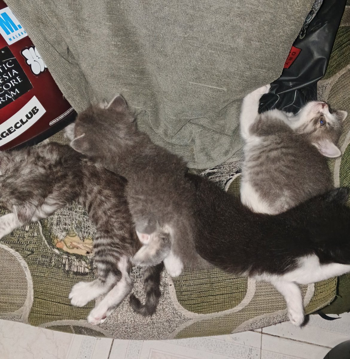 naaciouss's tweet photo. hi guys aku mau open adopt kitten umurnya 2 bulanan

📍malang

nyari pawrents yang seriuss bisa sayang sm mereka 🥺
buat detailnya bisa dm akuu yaaa, please mention after dm https://t.co/50AWG7XCNr