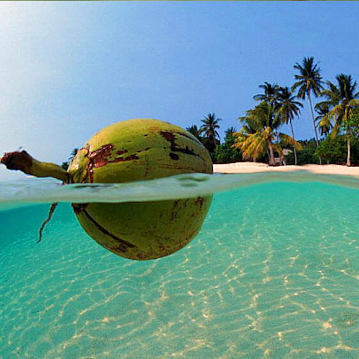 AMAZlNGNATURE's tweet photo. A coconut can drift across the ocean before growing into a new tree

Its thick outer husk helps it float, while the hard shell protects the seed during the journey https://t.co/KhPRLHcx0R