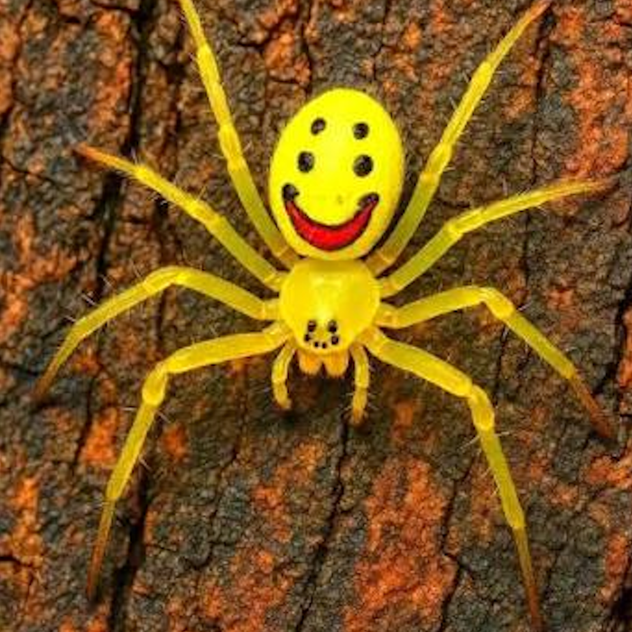 AMAZlNGNATURE's tweet photo. The happy-face spider has one of the most unusual patterns in nature

Some individuals have markings that look remarkably like a smiling face. https://t.co/HCN0uDFYEl