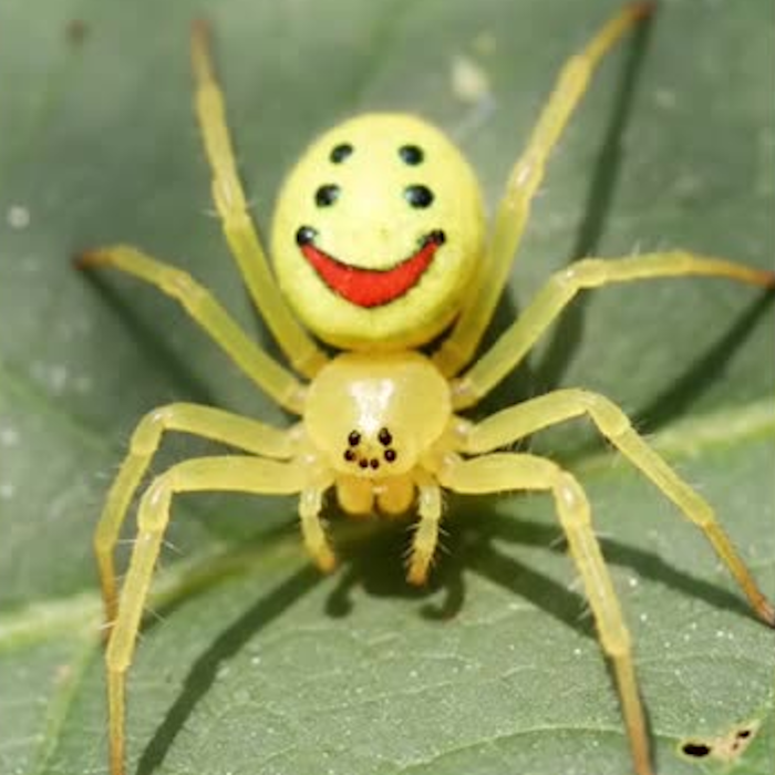 AMAZlNGNATURE's tweet photo. The happy-face spider has one of the most unusual patterns in nature

Some individuals have markings that look remarkably like a smiling face. https://t.co/HCN0uDFYEl