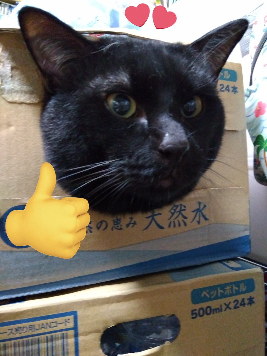 Ari0503m's tweet photo. @esctabcapslocks 檸檬と柚子さん
お疲れ様です🍧

黒猫🐈‍⬛って良いですよね😆😸 https://t.co/ubYCy8VvGs