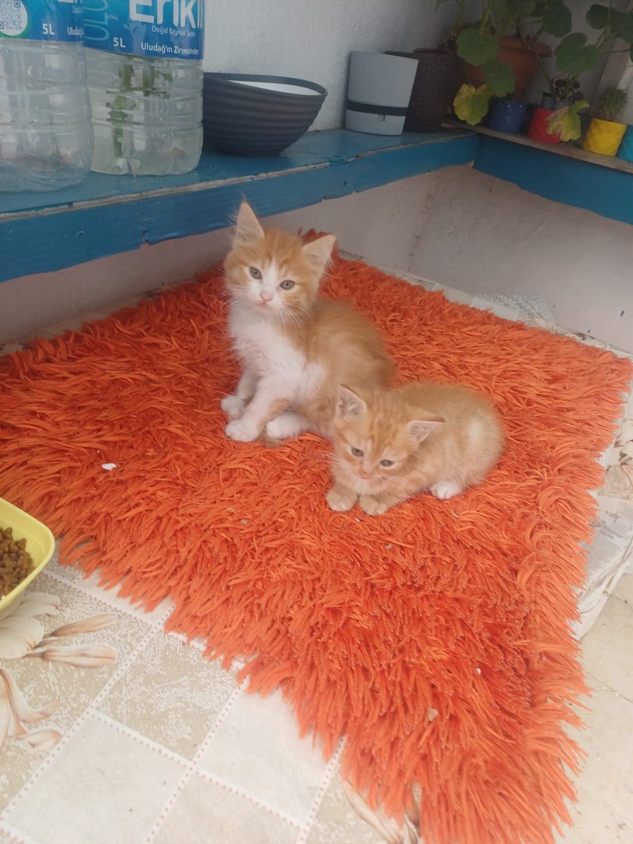 AysemOzleyis's tweet photo. Portakallı top top şekerler YUVA🏡Arıyor‼️
Bu iki porti kızımız henüz 2-2,5 aylıklar.
Balkonda bakıldılar,sağlıklılar..
Sokağa gitmesinler🙏 çok emek verilmiş.

İstanbul/Üsküdar

0 531 880 05 97

@masum_gozler 🐾🙏 https://t.co/2CuggLqJW9