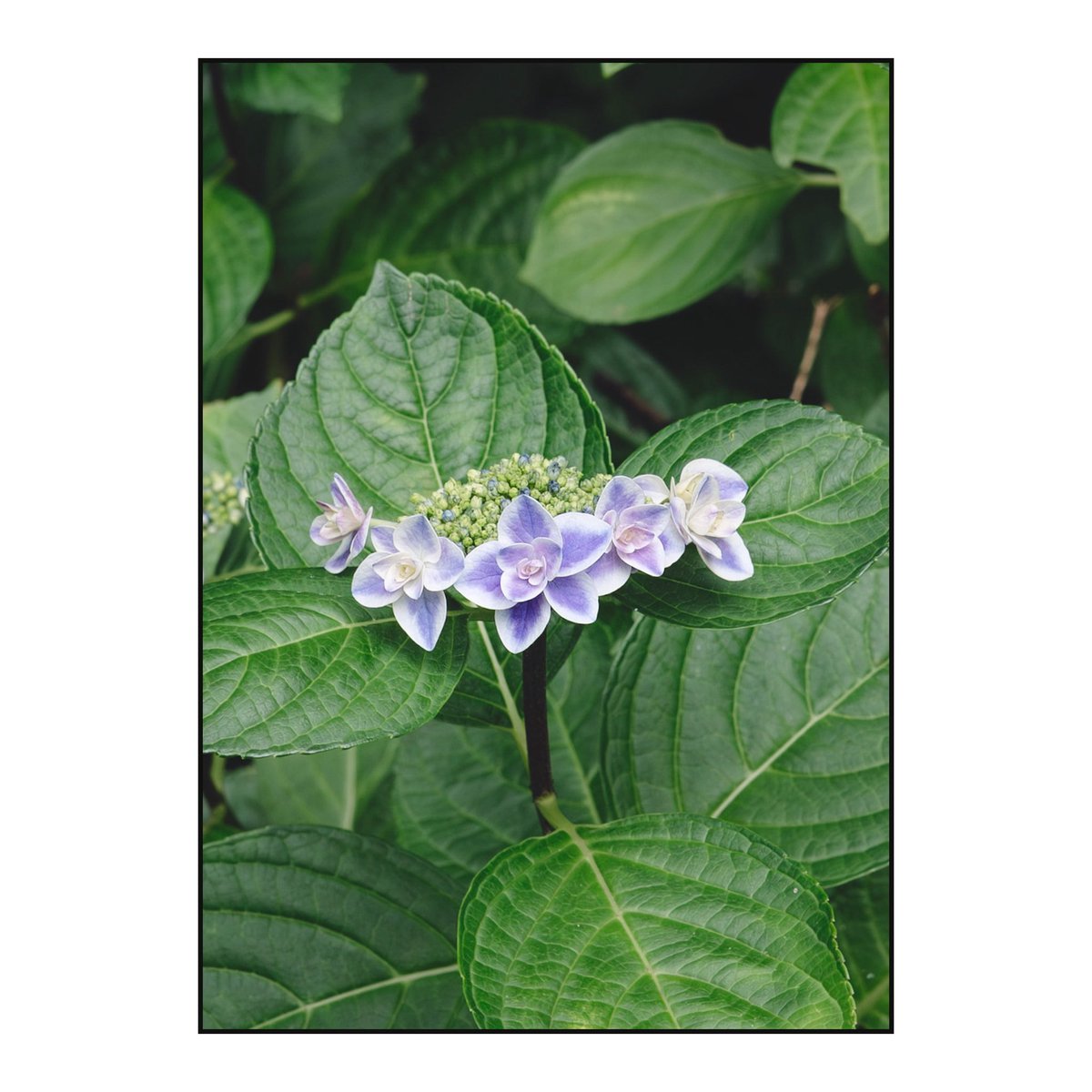 ris__a____'s tweet photo. #flowerphotography https://t.co/mkgrX4bIFJ