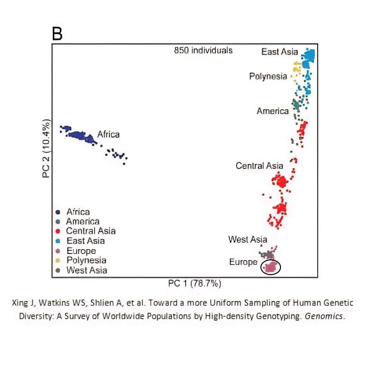 wulftribes's tweet photo. @tomhfh @TheHughAnthony The White race is a measurable genetic group. Europeans share a unique anscestral mix of WHG, ENF, and Yamnaya. Thus, European people cluster tightly together and their genetic differentiation (FST) is very small.

Turks are neither European nor White. https://t.co/Dx0pE0doIr