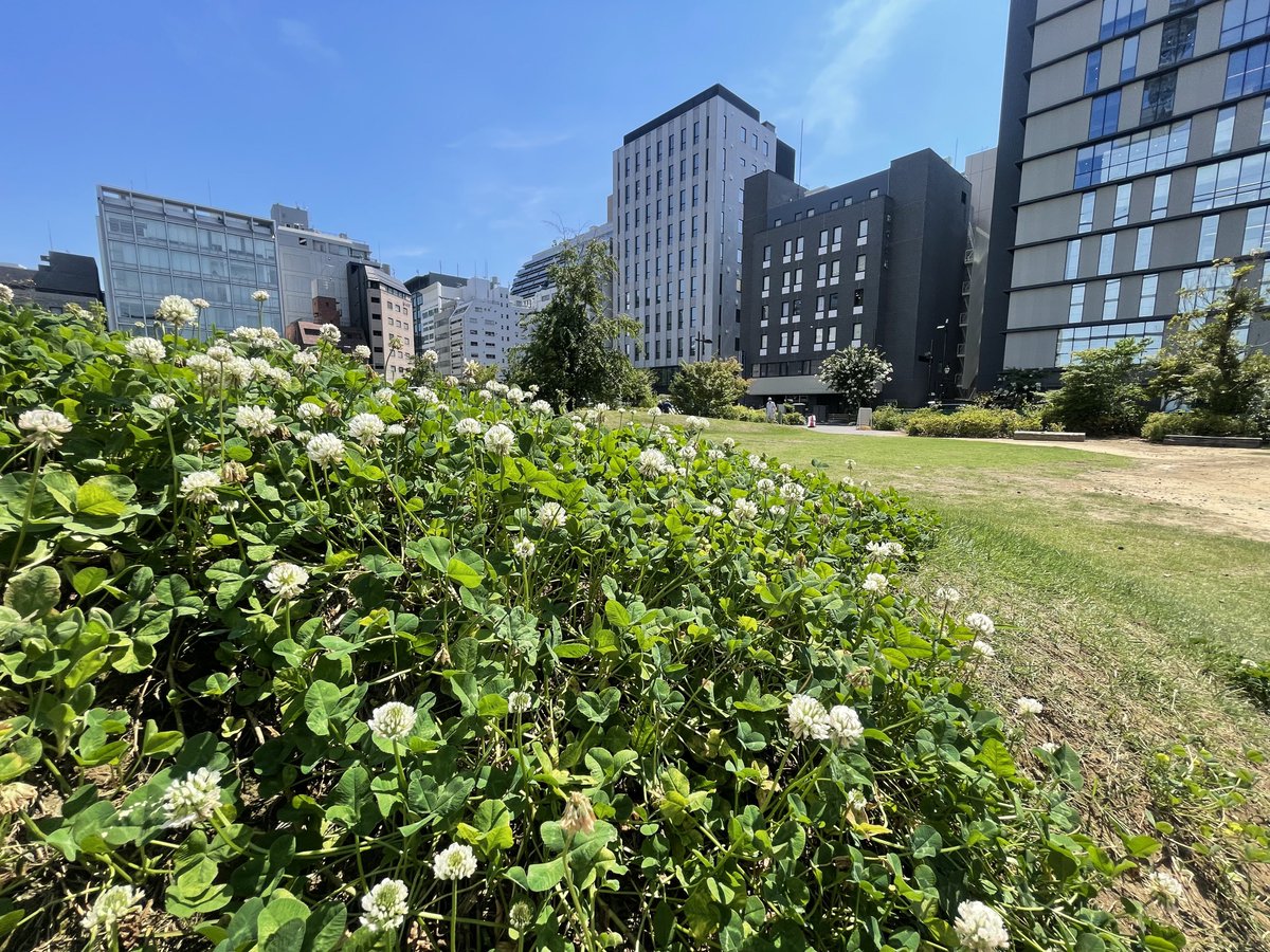 bancho_forest's tweet photo. 猛暑日の番町の森🌳
雲ひとつない青空の下、強い日差しが草木の隅々まで届き、緑がいっそう鮮やかに映えていました。 
白い花が咲きそろうシロツメクサには、ミツバチが忙しそうに蜜を集めていました🐝

#bancho_forest
#都会の森
#番町の森
#千代田区二番町
#千代田区
#番町 #麴町 https://t.co/BDrf9JfDLU