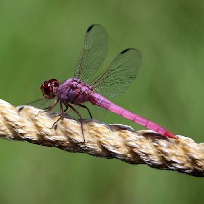 AMAZlNGNATURE's tweet photo. This is the roseate skimmer, but many people call it the "Barbie dragonfly"

The nickname comes from its bright pink body, one of the most striking colors found in any dragonfly https://t.co/zYgtZ4mvW7