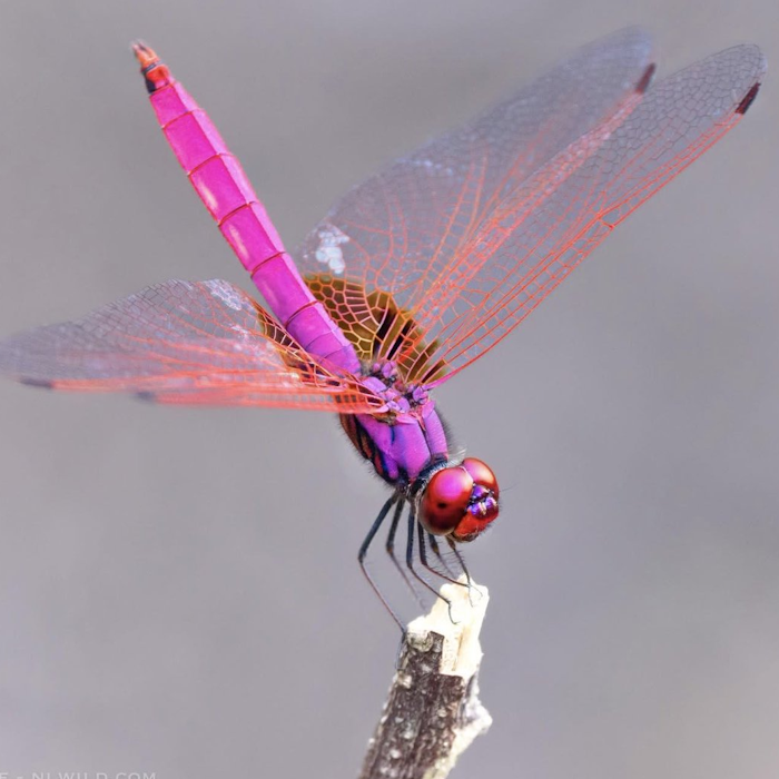 AMAZlNGNATURE's tweet photo. This is the roseate skimmer, but many people call it the "Barbie dragonfly"

The nickname comes from its bright pink body, one of the most striking colors found in any dragonfly https://t.co/zYgtZ4mvW7