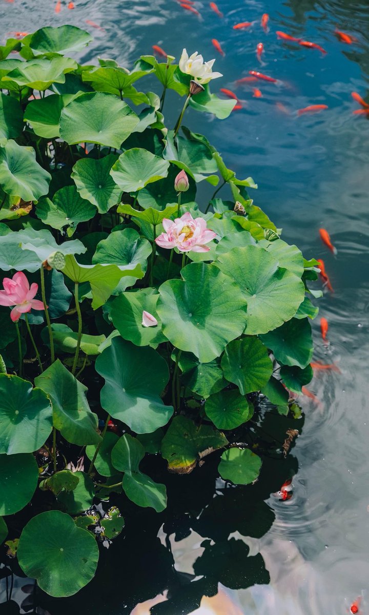 HouseWilson6's tweet photo. 皇家园林的夏日荷塘 https://t.co/2M21gylOC5