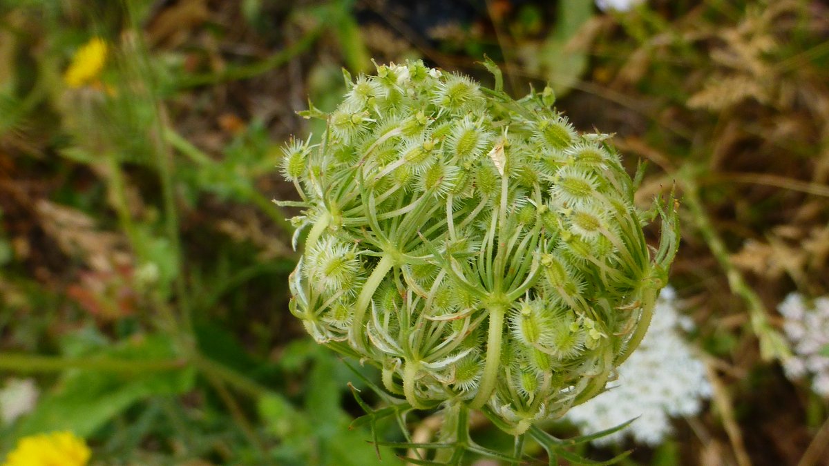 Punkrocksal's tweet photo. Easily my favourite wildflower - wild carrot, but I prefer its other, much prettier name, 'Queen Anne's Lace'. #nature #WildflowerWednesday #countryside https://t.co/r0kHA7MD02