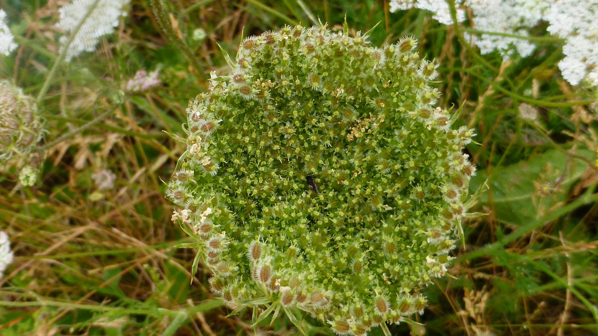 Punkrocksal's tweet photo. Easily my favourite wildflower - wild carrot, but I prefer its other, much prettier name, 'Queen Anne's Lace'. #nature #WildflowerWednesday #countryside https://t.co/r0kHA7MD02