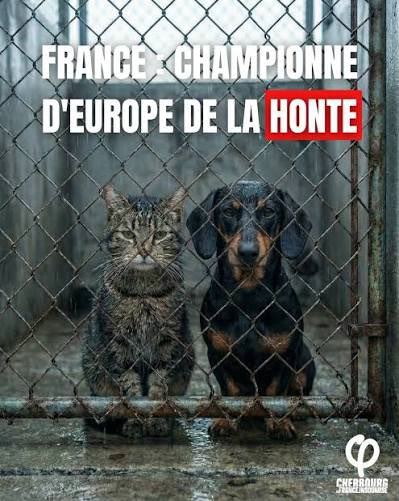 MaitreGerard's tweet photo. Éliminés de la Coupe du Monde de foot, les français demeurent imbattables en termes d’abandons et de maltraitance animale.

Au moins, quand on est nul, on le reste !
@afpfr 
@EmmanuelMacron 
@gouvernementFR 
@le_Parisien 
@BFMTV 
@CNEWS 
@RTLFrance 
@TF1 
@FranceTV 
@Le_Figaro https://t.co/QBNUXrFsZS