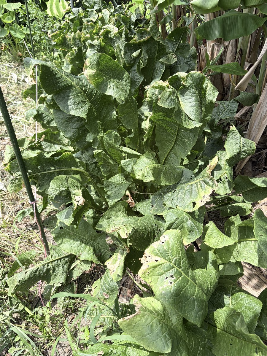 hisao418's tweet photo. 今日も暑いです🫠

← 地下水無農薬栽培、土壌菌🦠のみ除草剤入れて無い田んぼ👀

一般的な田んぼ→
やっぱ楽で綺麗なのは一般的やね👀✨

自然農は体力落ちて来たら出来なくなって来るだろうな🤔

3、4枚目は西洋ワサビ2、3年目いつでも収穫出来るけど、なかなか食べることないんだよね😅
#家庭菜園 https://t.co/bCINNHqtIX