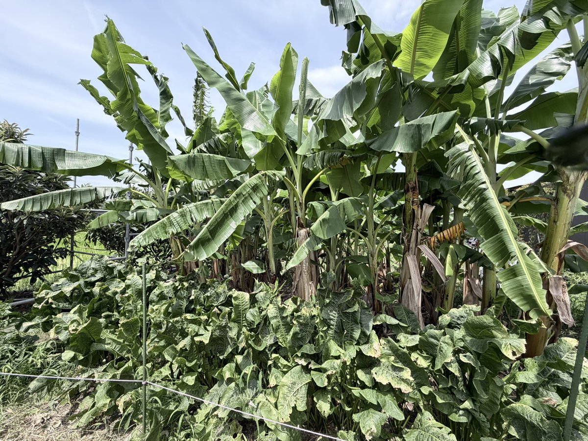 hisao418's tweet photo. 今日も暑いです🫠

← 地下水無農薬栽培、土壌菌🦠のみ除草剤入れて無い田んぼ👀

一般的な田んぼ→
やっぱ楽で綺麗なのは一般的やね👀✨

自然農は体力落ちて来たら出来なくなって来るだろうな🤔

3、4枚目は西洋ワサビ2、3年目いつでも収穫出来るけど、なかなか食べることないんだよね😅
#家庭菜園 https://t.co/bCINNHqtIX