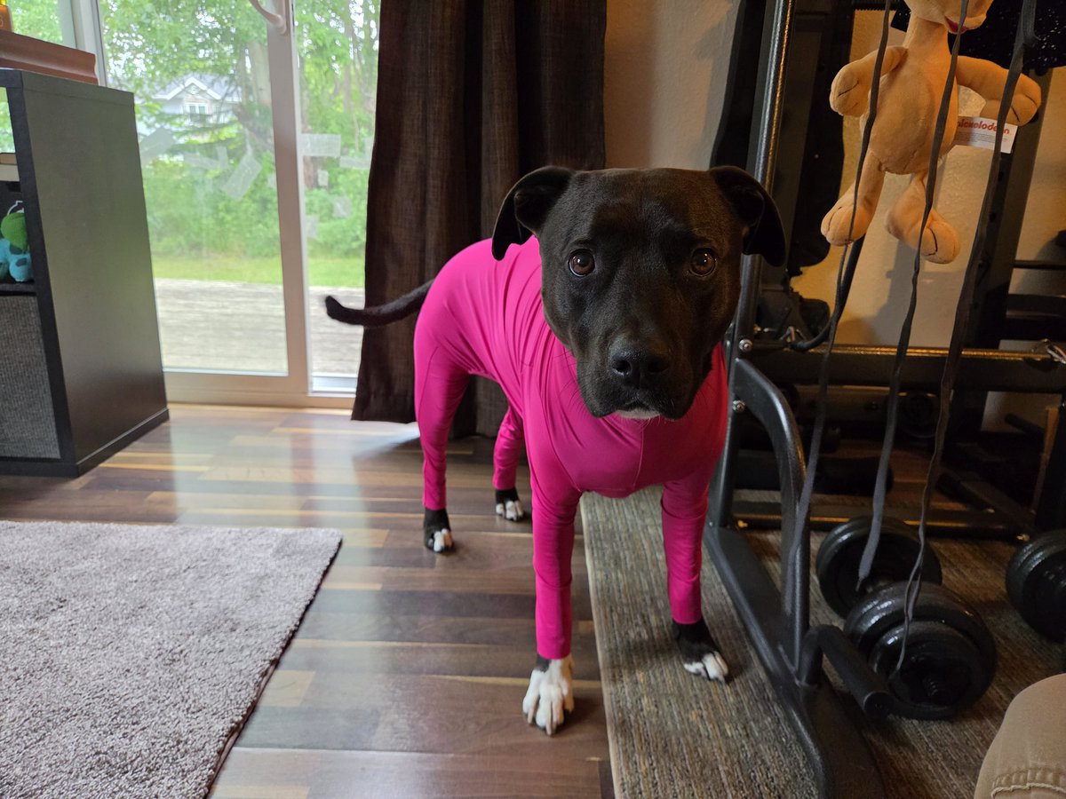 pokeAK101's tweet photo. Athena's new onesie 🤣 https://t.co/D2YDMfqh5i