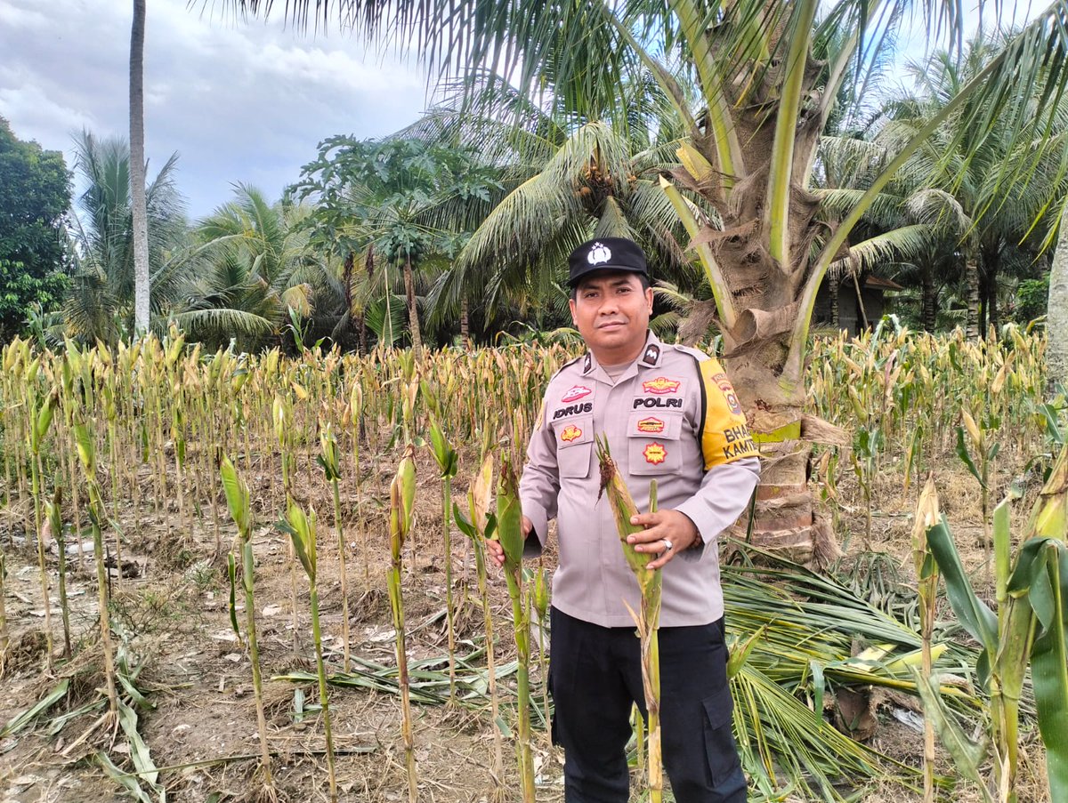 belitang_2's tweet photo. Personil Polsek Belitang II melaksanakan kegiatan pengecekan lahan jagung ketahanan pangan https://t.co/JBnC14HxP6