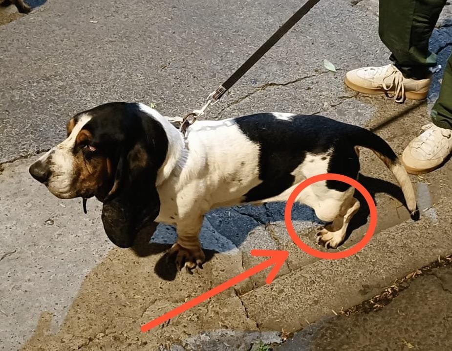 La casa del perro Salchicha CDMX tweet media