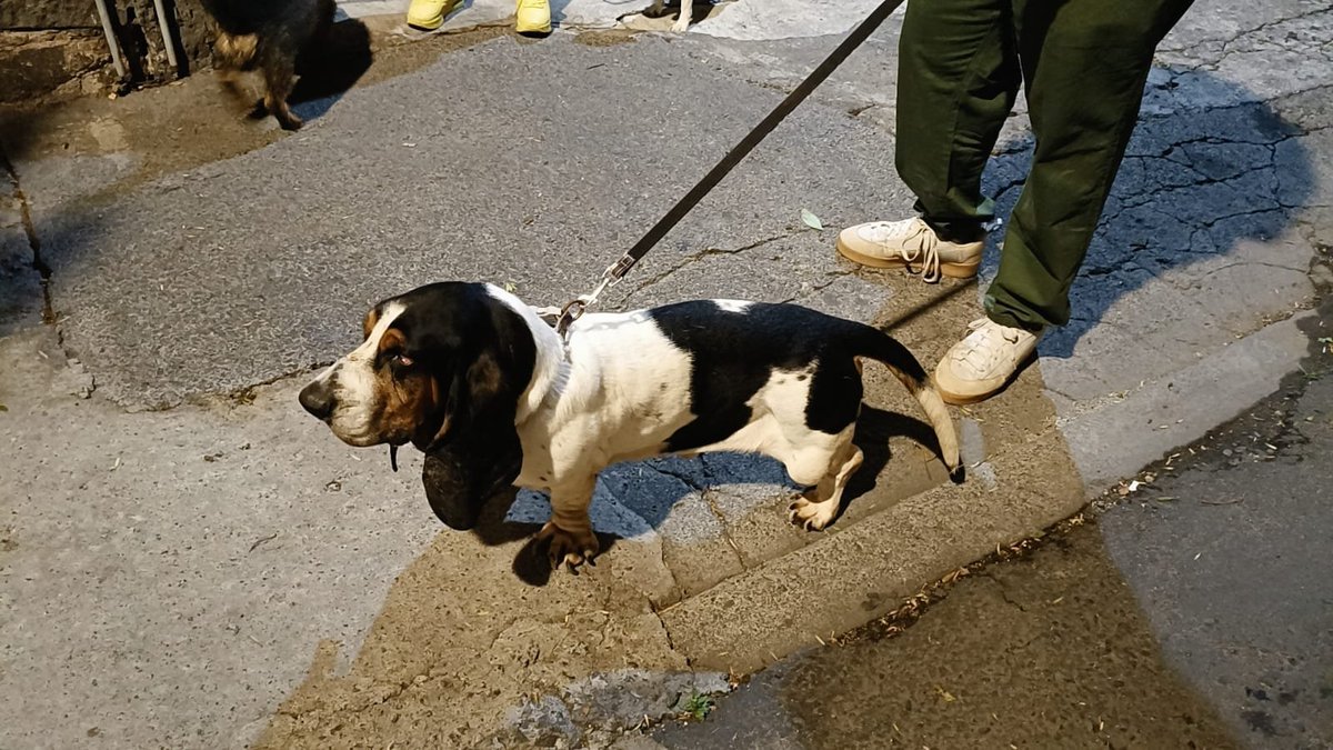 La casa del perro Salchicha CDMX tweet media