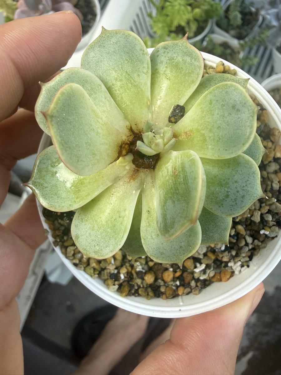 多肉植物