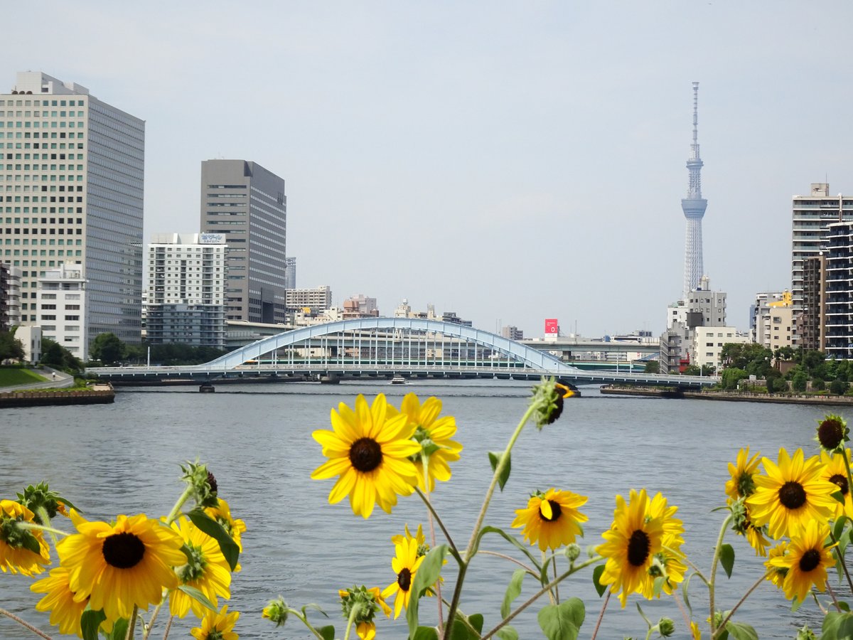 SumidaTerrace tweet picture