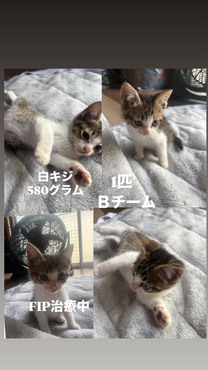 ちょこママ＠たんぽぽの里の子猫さん里親募集中。9月末能登遠征頑張り