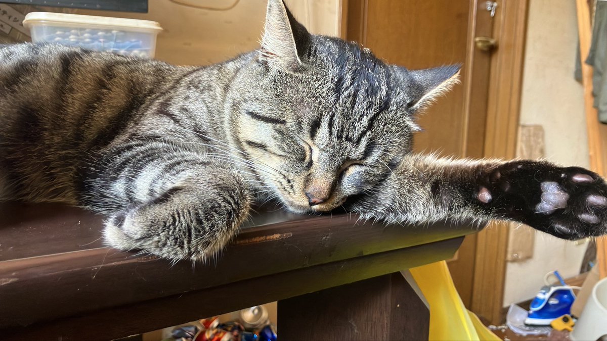 eriiochacoffee's tweet photo. すや〜
#猫　#ねこかわいいね　#猫のいる暮らし　#リポストしてね　#猫がいる幸せ https://t.co/v5qzz0Vs2S