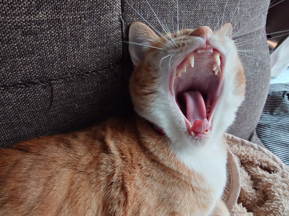 smallanimals3's tweet photo. すいよーび☀

ฅ^•Д•^ฅがおー https://t.co/V7CGuWSgT1