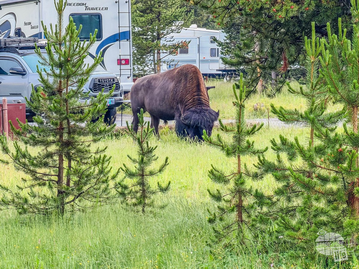 wander_filled's tweet photo. This a bull #bison grazing in our campground loop at Bridge Bay Campground in #Yellowstone. Yes, this is the campground where the grandpa was attacked. It is entirely likely this is the same bull. We don’t know for sure.

#WanderFilled #FindYourPark #ThatsWY #Parkchat https://t.co/41nbJv9MXR