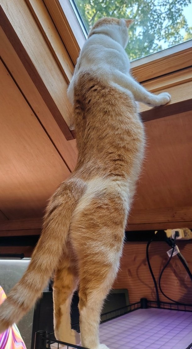 Ling_1080's tweet photo. 🐈️「呼んだ？」
(´･ω･`) https://t.co/6XW4yFxx1b