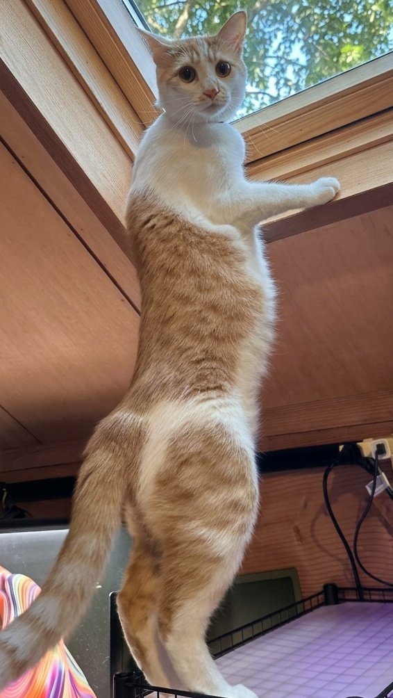 Ling_1080's tweet photo. 🐈️「呼んだ？」
(´･ω･`) https://t.co/6XW4yFxx1b