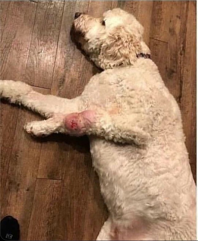 Puppieslover's tweet photo. This is Buddy. He  went from four legs to three, but he beat cancer and that’s all that matters. https://t.co/jCFu2DPJps
