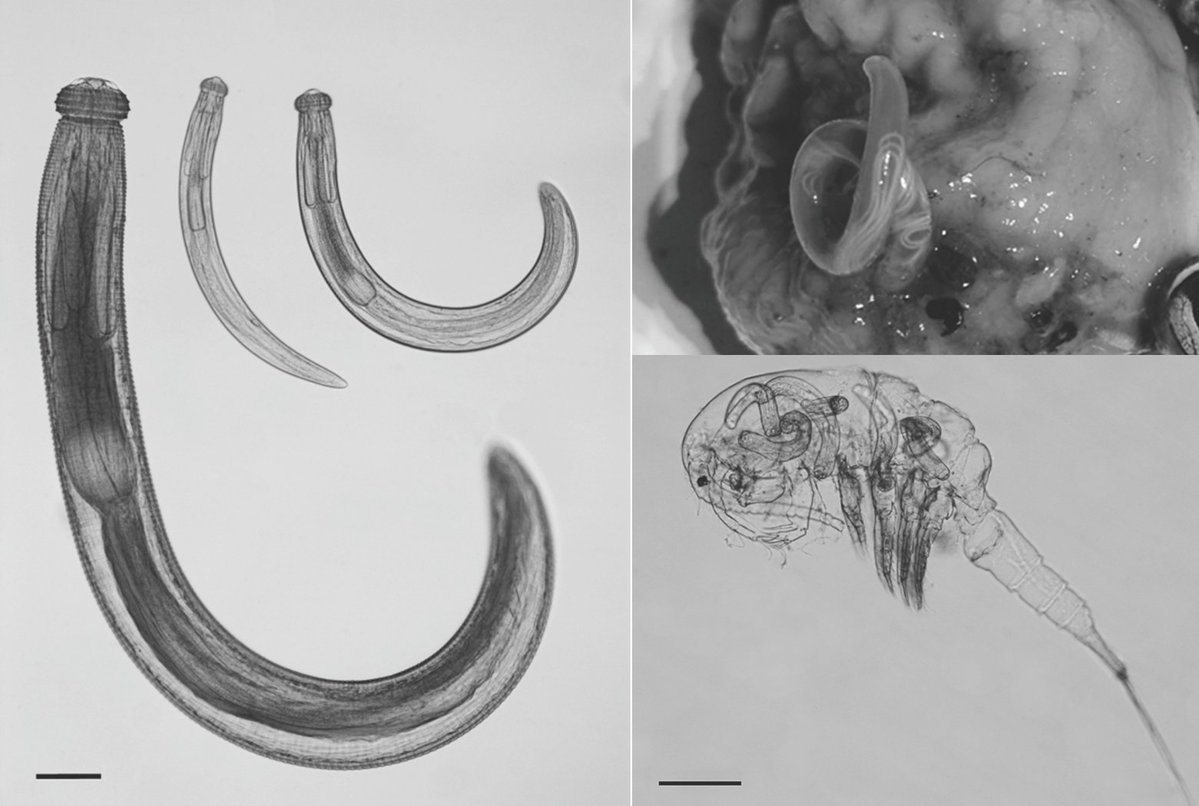 Journal of Helminthology tweet media