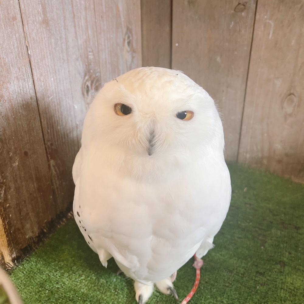 Owlvillage_H's tweet photo. 【原宿店】

メンテナンスも慣れてきたトウルくん✨

トウル「かっこよくなったでしょ？✨」

#シロフクロウ　#ふくろうカフェ　#ふくろうの里　#推しか勝たん　#推しが尊い　#Owlcafe https://t.co/dFEc4OozWn
