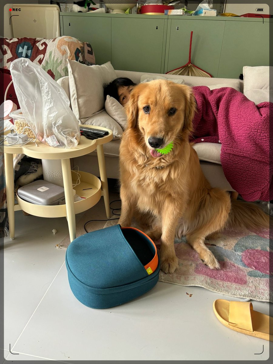 1Kachalka's tweet photo. My little pup just hit 6 months old! Watching her go from wobbly newborn zoomies to stealing socks like a pro is the cutest growth journey ever.  #PetGrowthPains #PupLife https://t.co/hoCKS4U5dd