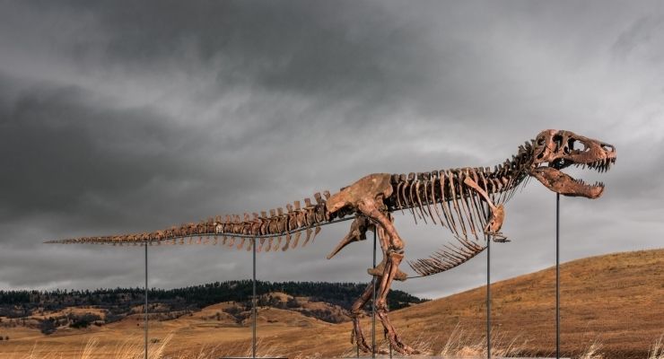 Rekor Kırıldı: Tyrannosaurus Rex İskeleti 50 Milyon Dolara Satıldı