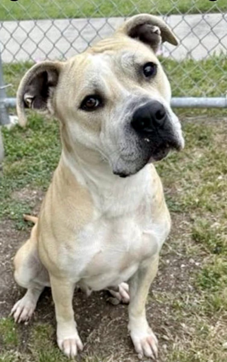 LeporidaeCheryl's tweet photo. ‼️We HAVE to start calling this what it is:  Animal Cruelty!!!

Her HIDDEN  AGONY ‼️ 
When "Rescuing" A Dog becomes a HEARTLESS Oxymoron.

At 1️⃣4️⃣ mo, MAPLE  #A386996 lost EVERYTHING, simply because she was picked up as a STRAY by #CorpusChristiACS. 

Instead of COMFORTING her, they SPAYED her while she was pregnant, KILLING her puppies.❤️‍🩹

It was  a MONSTROUS act, & according to what I read, they had to increase her 💊 to help her COPE with the UNNECESSARY GRIEF. 

What's the point of being a Shelter ⁉️

When you look at her sad, little face, please remember that this sweet 🐕 has known nothing but pain😥 from BIRTH. 

Can someone grant her some MERCY today? She's LOCKED🔑 in a place that has only brought her agony.

Please Pledge, Foster, or Adopt.