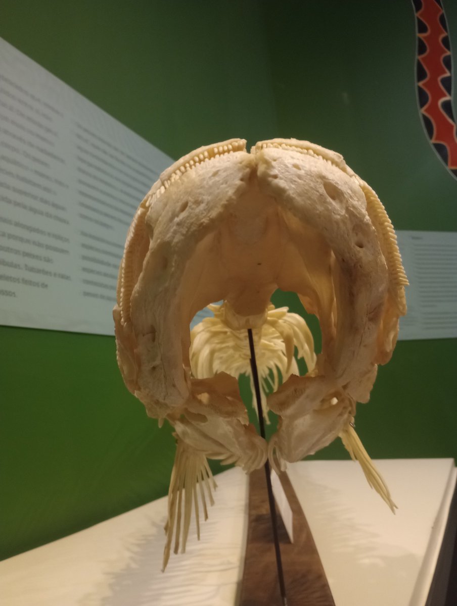 soupestsoup's tweet photo. @numabenamazu My dad grew up in the countryside and says that if it grows big enough, it could swallow someone's entire head, but it's probably just a fish story https://t.co/kS9jaeJIgB