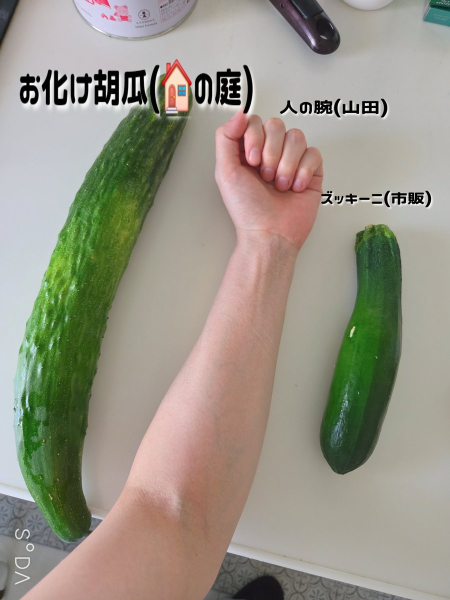 e_peko1101's tweet photo. 家の庭のポテンシャル甘く見てた。
#家庭菜園 https://t.co/eyjYt5KyVa