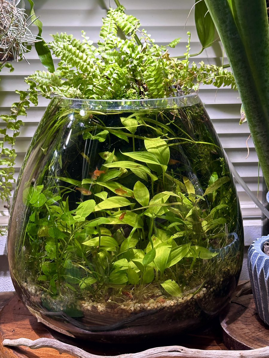 sono_aqua_pfm's tweet photo. 山崎先生のヤマサキカズラ

面白い水草です

ポトスの様なよくある観葉植物と思っていませんか？
その水上葉は最大級に大きい

本種の真骨頂は水中化にあり
ミニマムかつ有茎草化し、水中でも育てやすい

本種をツル状態で持て余すのはあまりにもったいないことです。水中化させるとお宝水草になります https://t.co/glxOKKcxCk