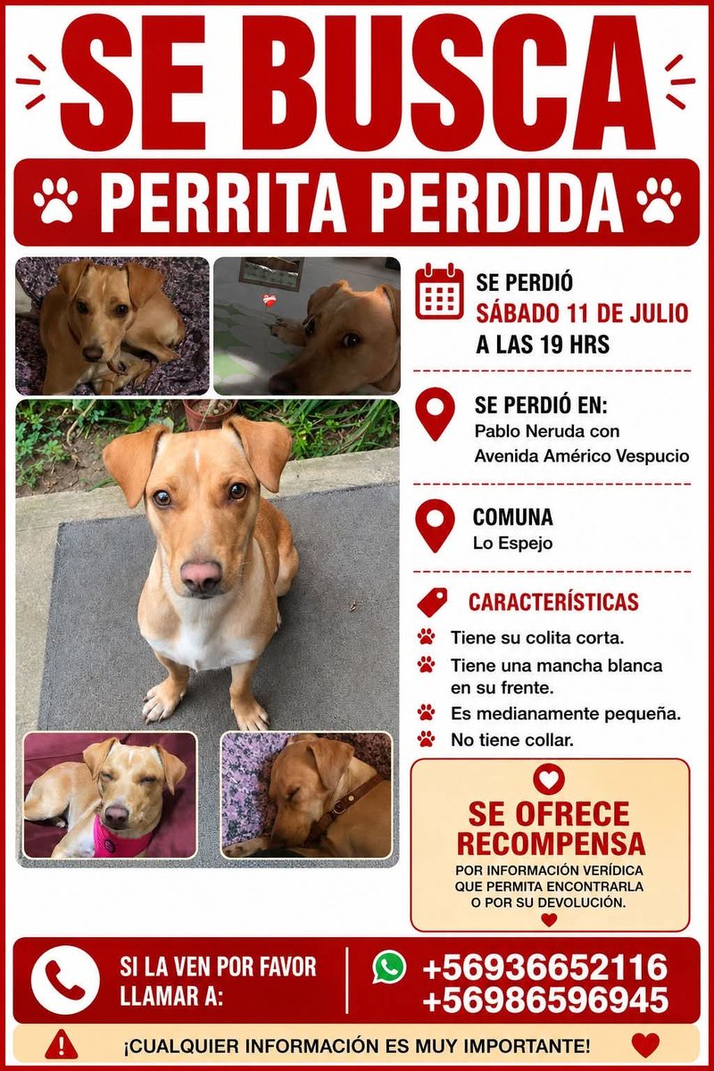 todopormiperro's tweet photo. https://t.co/r167ysj0S4