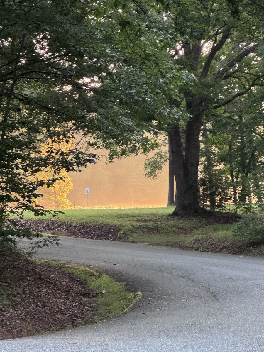 TheOtherLori's tweet photo. 4 rare low humidity July miles. It felt great & the views were pretty amazing. The tree shot felt like the orange glow of pre-dawn was just around the curve while never reaching me. I felt targeted by this sign though. 😂 #runchat #seenonmyrun #chasingthesun https://t.co/lTgl0zL2z1