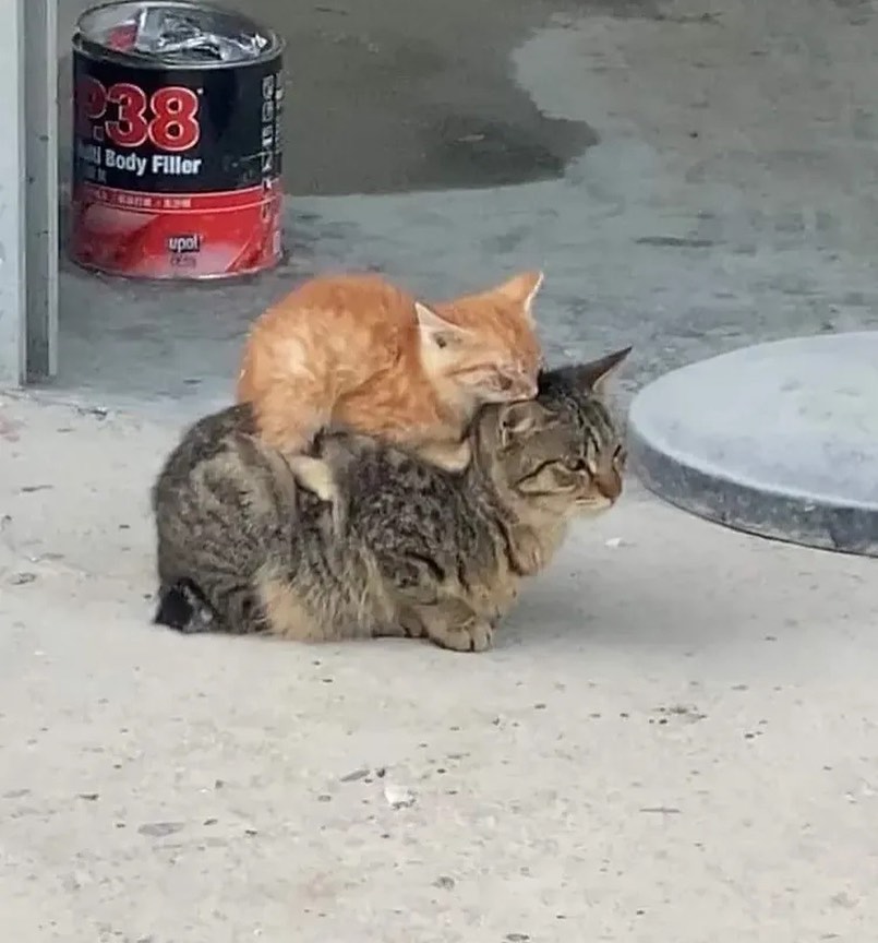 catsworldaura's tweet photo. https://t.co/O3wiqCNP5C