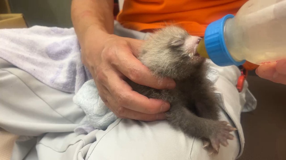 nishiyama_zoo's tweet photo. 【レッサーパンダの赤ちゃん情報】

人工哺育中の仔
7月14日22時哺乳の様子

ミルクを飲んで満足した後は、
飼育員が体を拭いたりお腹を優しくマッサージしてあげると気持ち良さそうにしています。

自然哺育の仔の様子は、
撮影可能な時期になりましたら
お知らせします。 https://t.co/UsYhldTKnC
