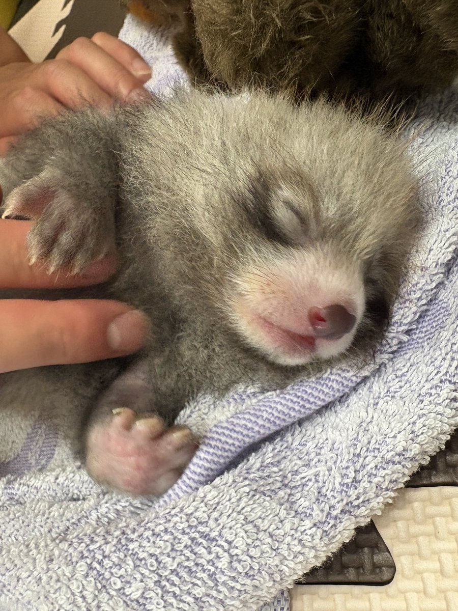 nishiyama_zoo's tweet photo. 【レッサーパンダの赤ちゃん情報】

人工哺育中の仔
7月14日22時哺乳の様子

ミルクを飲んで満足した後は、
飼育員が体を拭いたりお腹を優しくマッサージしてあげると気持ち良さそうにしています。

自然哺育の仔の様子は、
撮影可能な時期になりましたら
お知らせします。 https://t.co/UsYhldTKnC