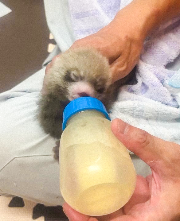sabaekoho's tweet photo. 前回お知らせした、西山動物園で生まれたレッサーパンダの双子✨
人工哺育している1頭も、順調に成長しています🐾
哺乳瓶からしっかりミルクを飲むまでになりました。
小さな命の成長に、思わず目を細めてしまいます☺️

#西山動物園 #レッサーパンダ #鯖江市 https://t.co/BP6sFMiIE8