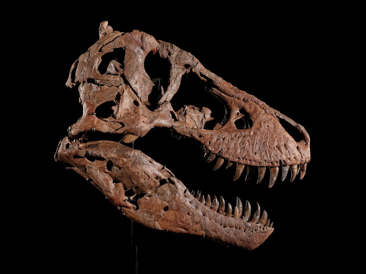 HYPEBEAST's tweet photo. Gus the T. Rex is the largest and most complete skeletons ever discovered.

Recently the fossil has been sold for $50.1M USD, becoming the most valuable dinosaur ever sold at an auction. https://t.co/Rfa65fK9ak