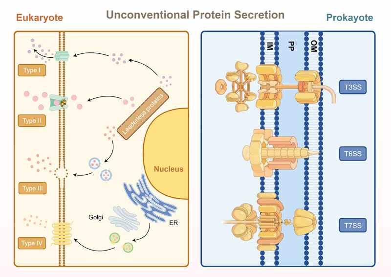 MedComm_MC's tweet photo. 🧬 #Review in #MedComm
🔬 Pathways of Protein Secretion in Prokaryotes and Eukaryotes: Molecular Mechanisms, Biological Functions, and Therapeutic Opportunities
🔗 https://t.co/xcd7EVZ91x
#ProteinSecretion #CellBiology #OpenAccess https://t.co/6Z1zs3PjAv