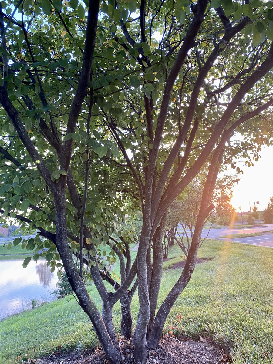 LiciousCoffee's tweet photo. The 🌎 is full of amazing contents, see it, recognize it, create IT—find Art in Nature.
🧡 Beautiful 🪽☁️ 🪽and #Golden Sunset 🌅
#Nature #NaturePhotography #Photography #PhotographyIsArt #Tree #Park #NatureWhisperer #Sunset #SunsetPhotography #NatureWalk https://t.co/7qYpkU1ICX