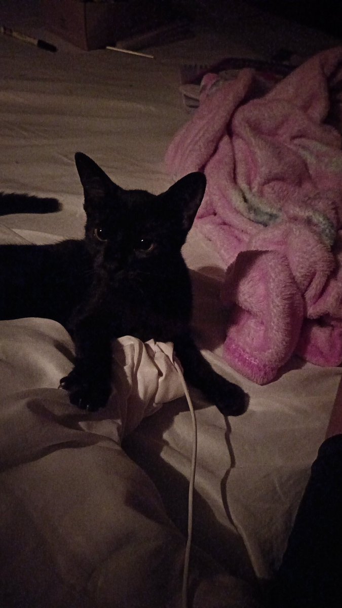 luxu0l's tweet photo. Amo a mi gata, es una amor de gata https://t.co/uFEK81eDox
