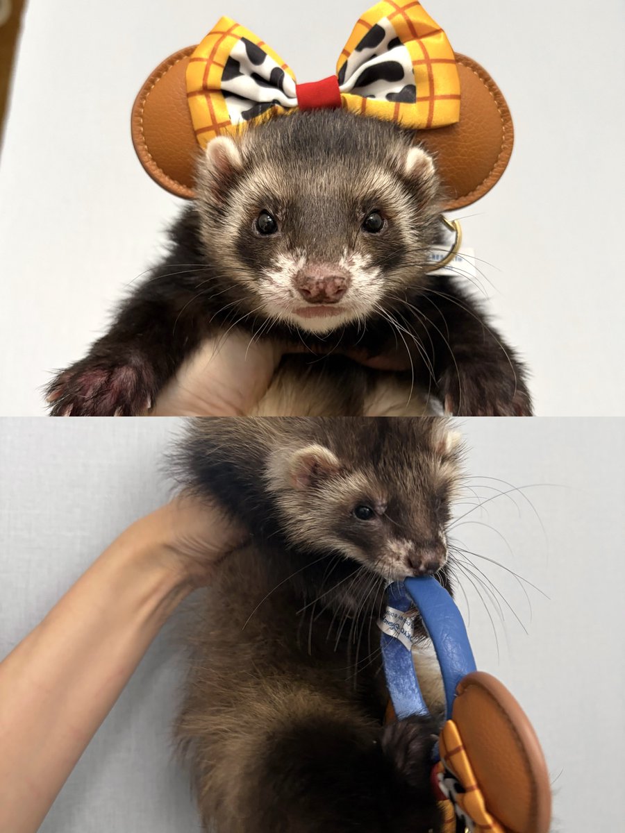 とってもかわいい #フェレット #ferret